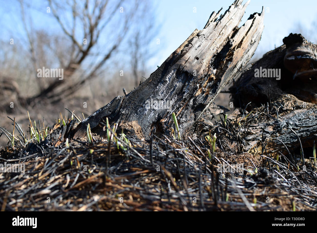 Tronco di albero dopo prato fire. Erba rinato dopo il fuoco. Foto Stock