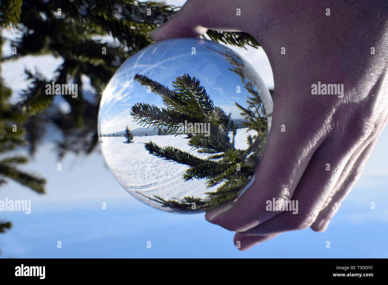Rami Di Abete Nella Sfera Di Cristallo La Conifera Palla Di Vetro Vicino Paesaggio Invernale Foto Stock Alamy
