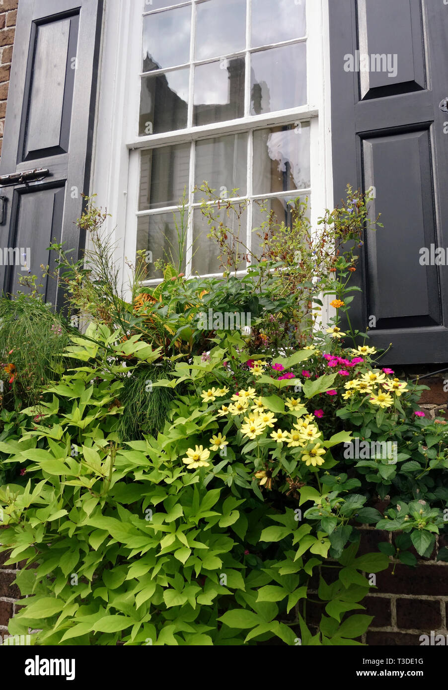 Casa coloniale finestre, persiane, e fiori in Charleston, Carolina del Sud, USA, 2017. Foto Stock