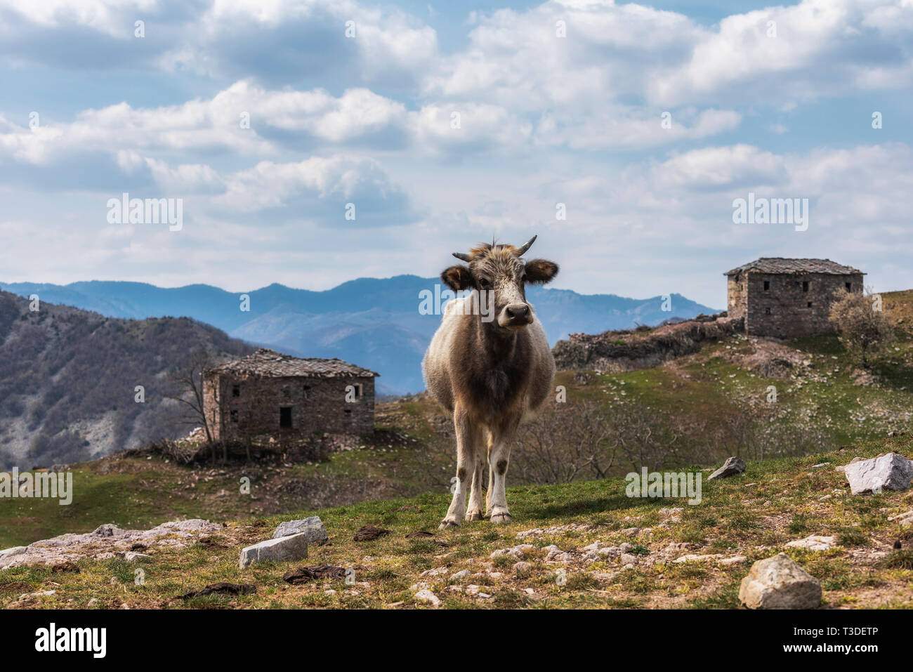 Mucca pascolare sui prati in montagna. Bovini su un pascolo Foto Stock