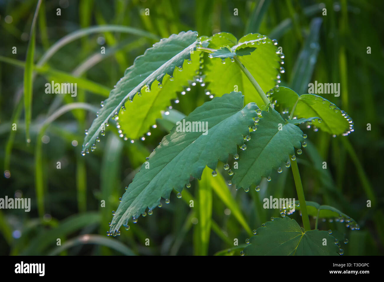 Un ciuffo di ortica con gocce di rugiada appesa agli angoli delle foglie. Mattina nella foresta Foto Stock