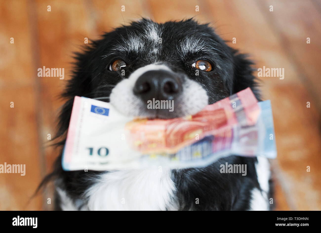 Cute cane azienda denaro in bocca. Bianco e Nero Border Collie con banconote in euro. Foto Stock