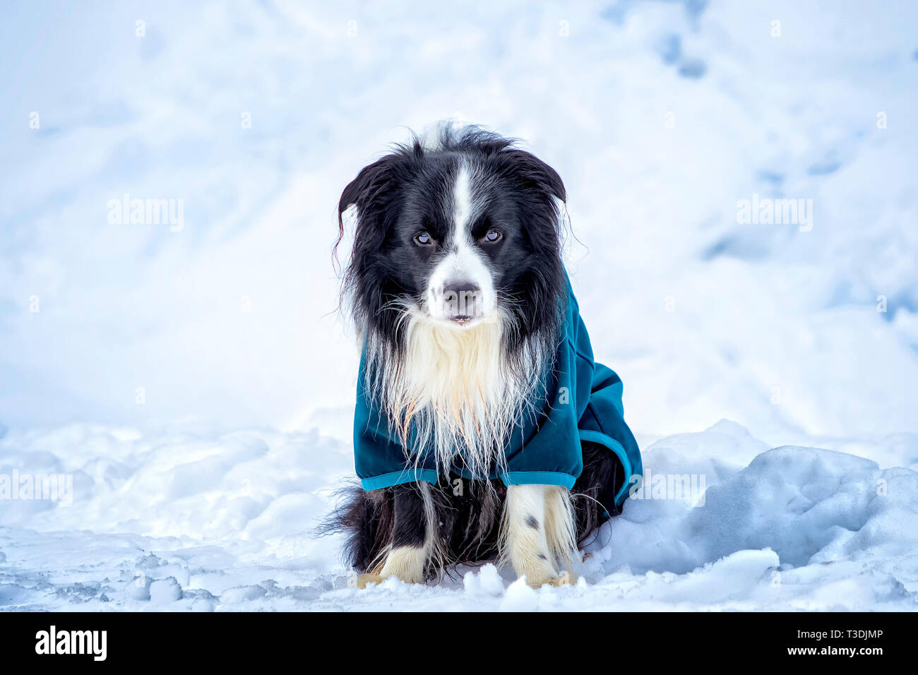 Cane in blu platina è seduto nella neve in inverno. Foto Stock