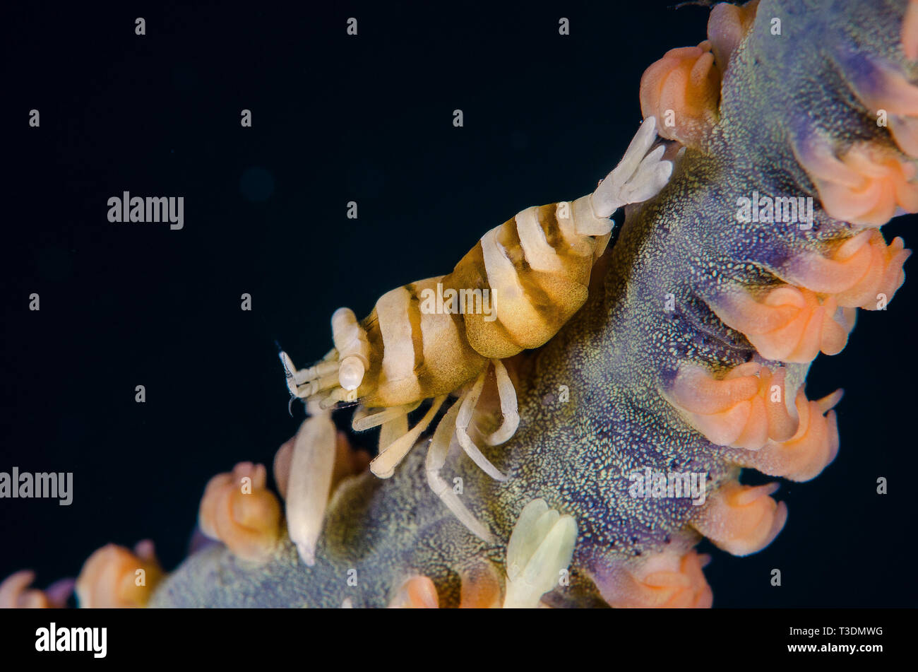 Zanzibar frusta Coral gamberetti, Dasycaris zanzibarica, Palaemonidae, Anilao, Batangas, Filippine, Mare delle Filippine, Oceano Pacifico, in Asia Foto Stock