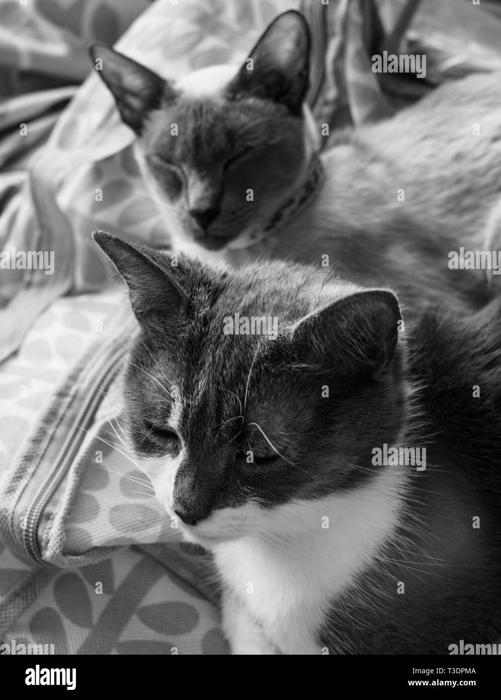Due gatti, foto in bianco e nero, una profondità di campo limitata. Foto Stock