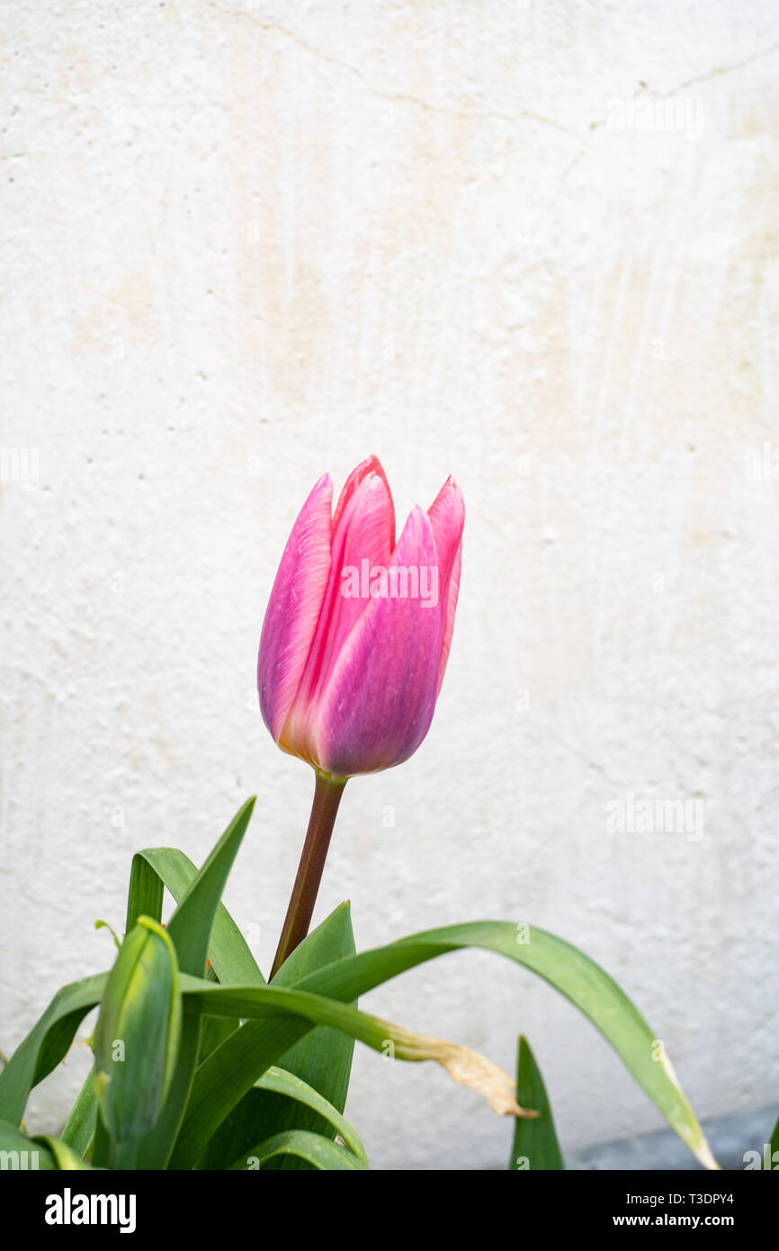 Pink tulip contro una parete bianca, River Cottage Garden, Park Farm, Axminster, Devon, Regno Unito Foto Stock