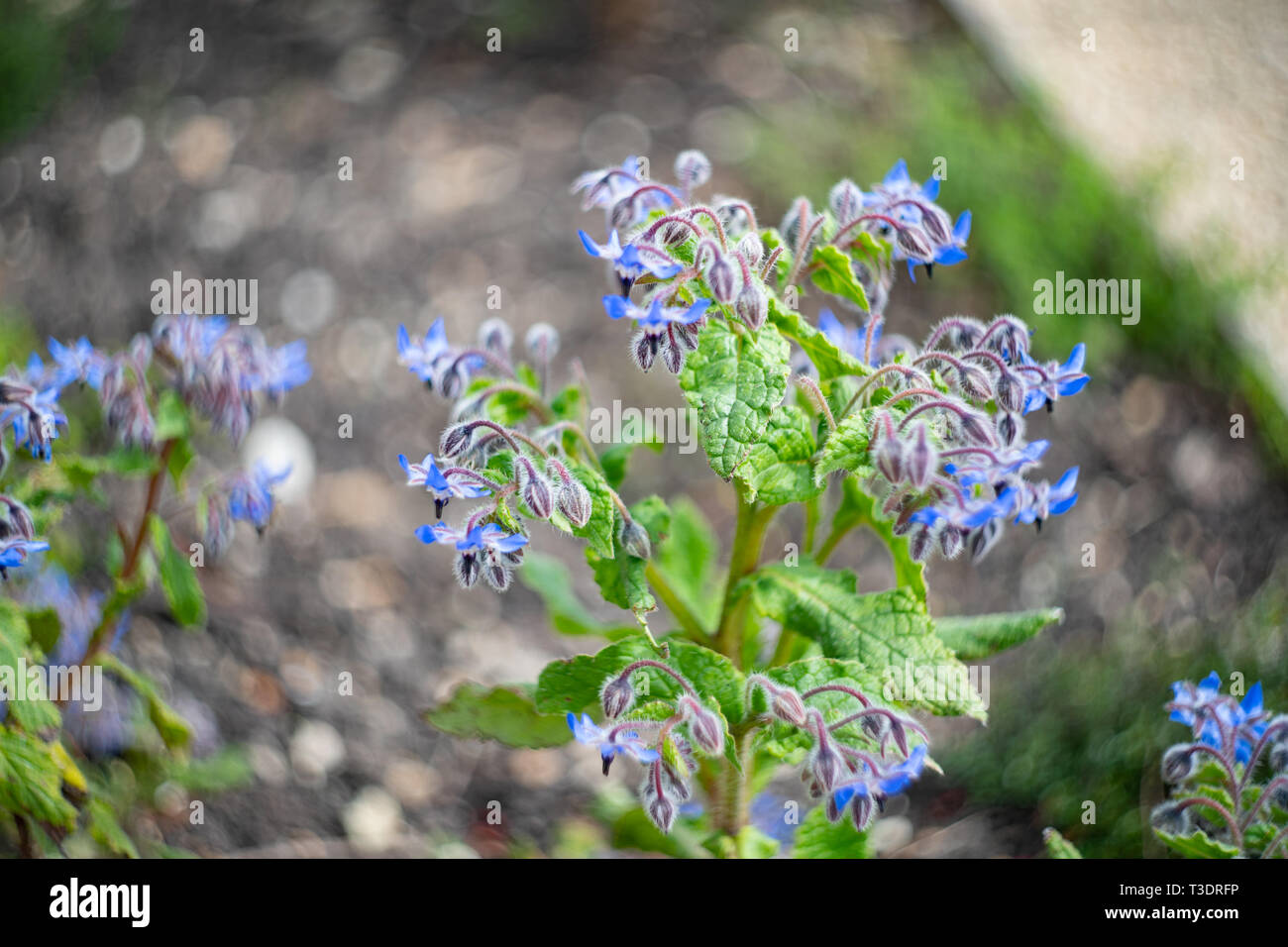 La borragine herb (borragine officinalis), Regno Unito Foto Stock