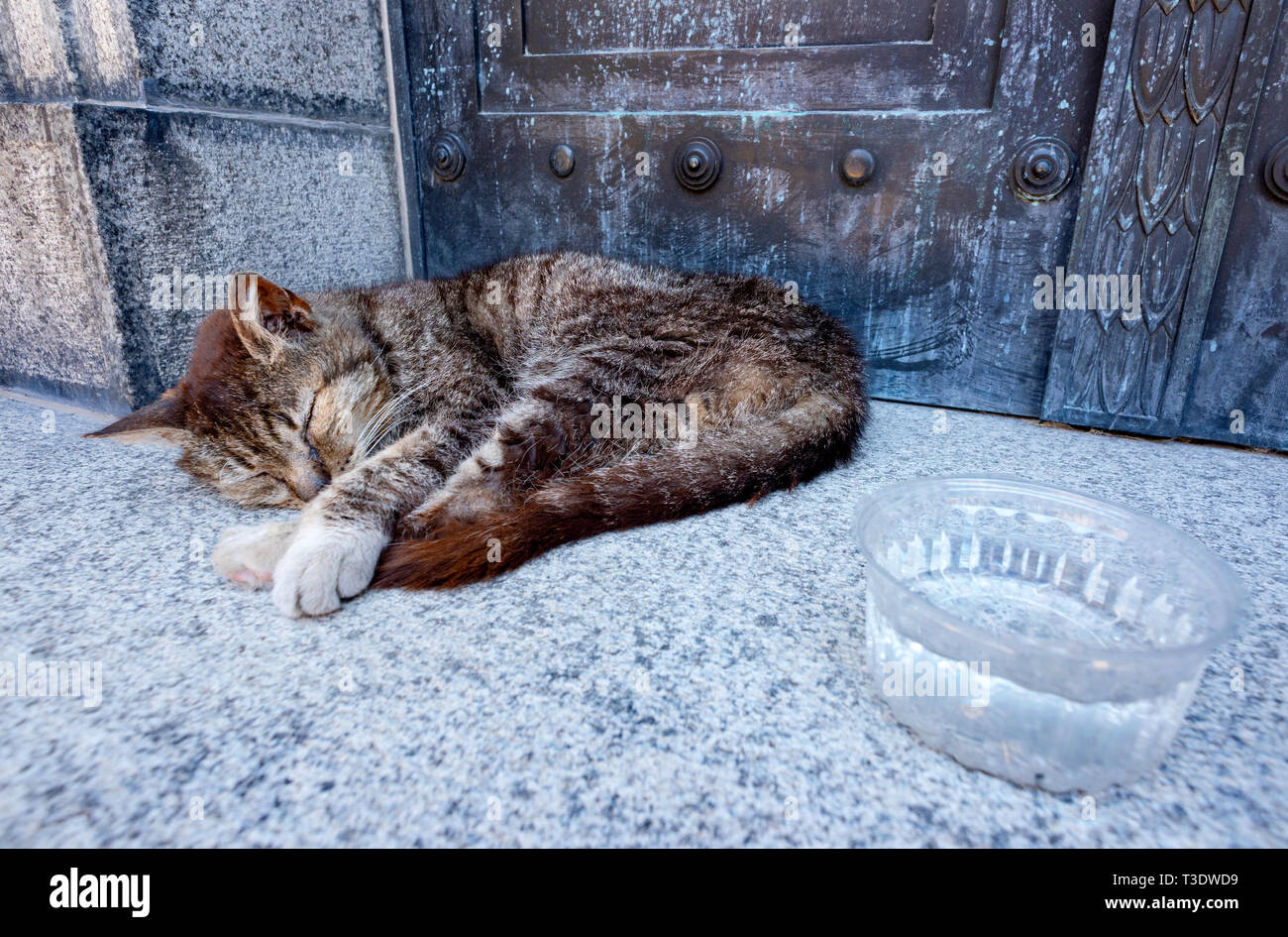 Un gatto dorme in ombra solo da una cripta all'interno del cimitero di Recoleta, Buenos Aires, Argentina. Foto Stock