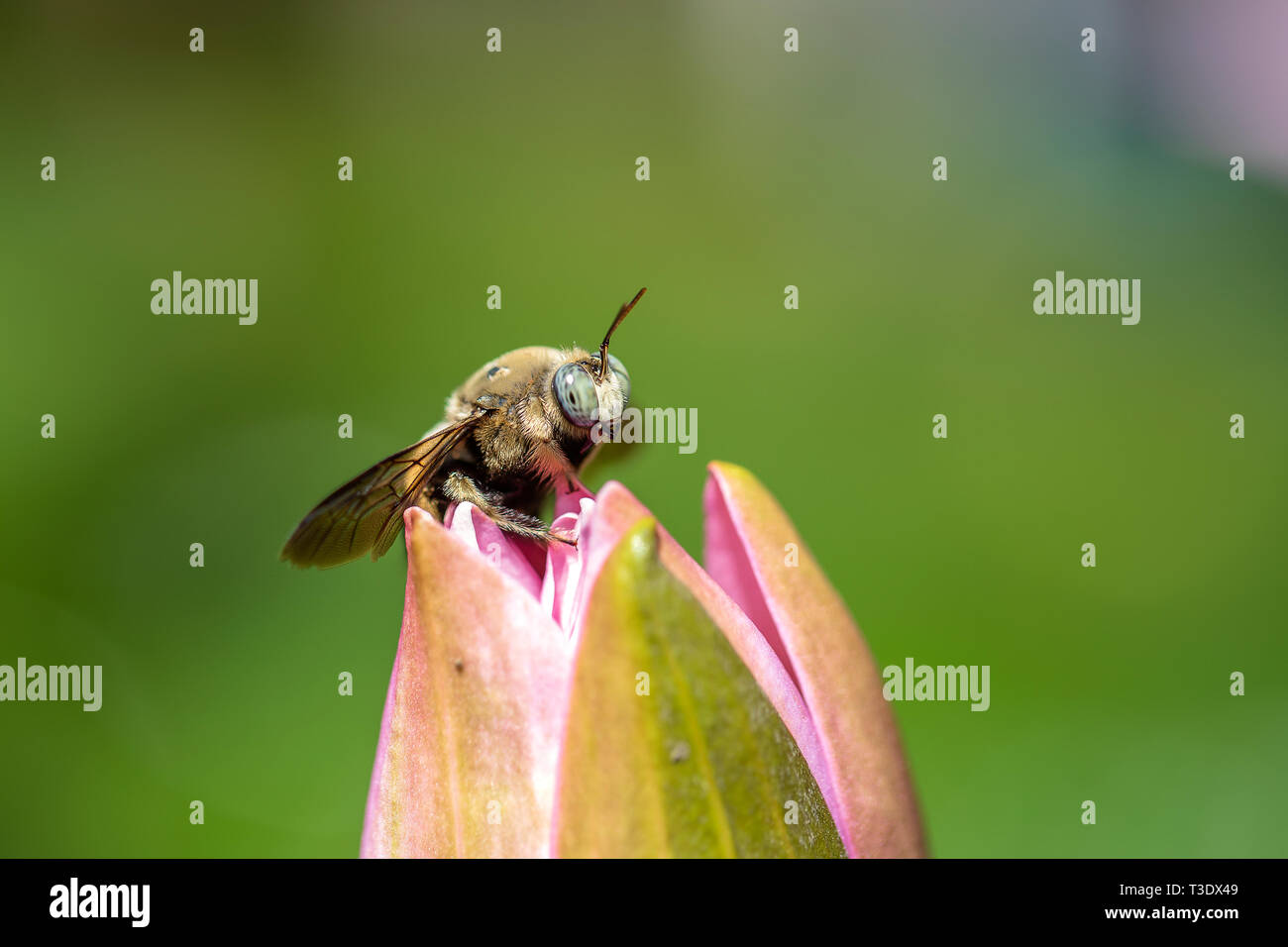 Asian bumblebee su una rosa fiore di loto in Ubud, isola di Bali, Indonesia. Close up, macro Foto Stock