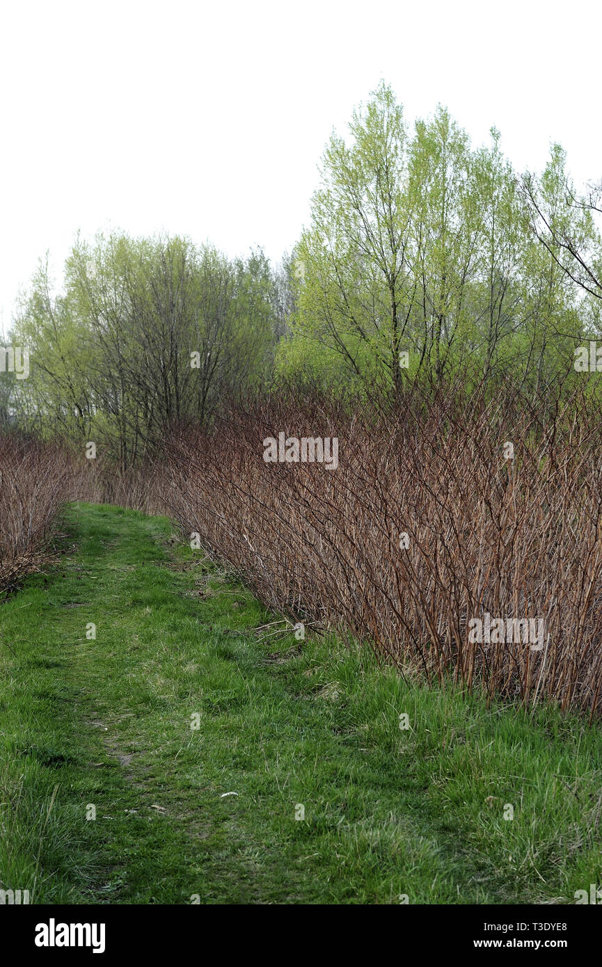 Fresche, fiori, naturale, natur, molla, stagione, salute, bellezza naturale, stagione, meteo Foto Stock