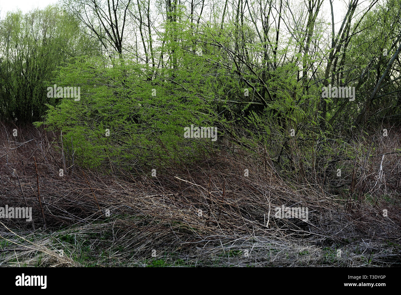 Fresche, fiori, naturale, natur, molla, stagione, salute, bellezza naturale, stagione, meteo Foto Stock