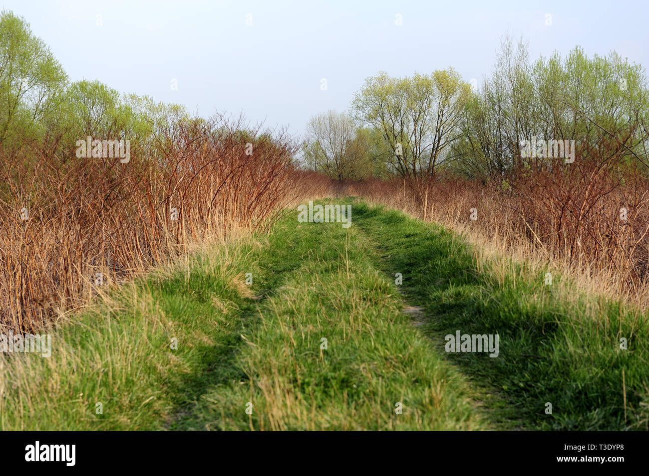 Fresche, fiori, naturale, natur, molla, stagione, salute, bellezza naturale, stagione, meteo Foto Stock