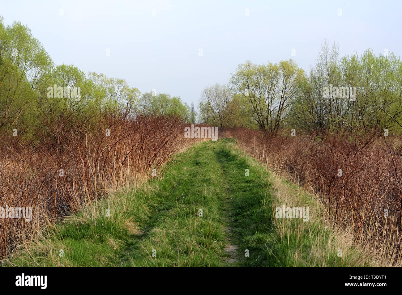 Fresche, fiori, naturale, natur, molla, stagione, salute, bellezza naturale, stagione, meteo Foto Stock