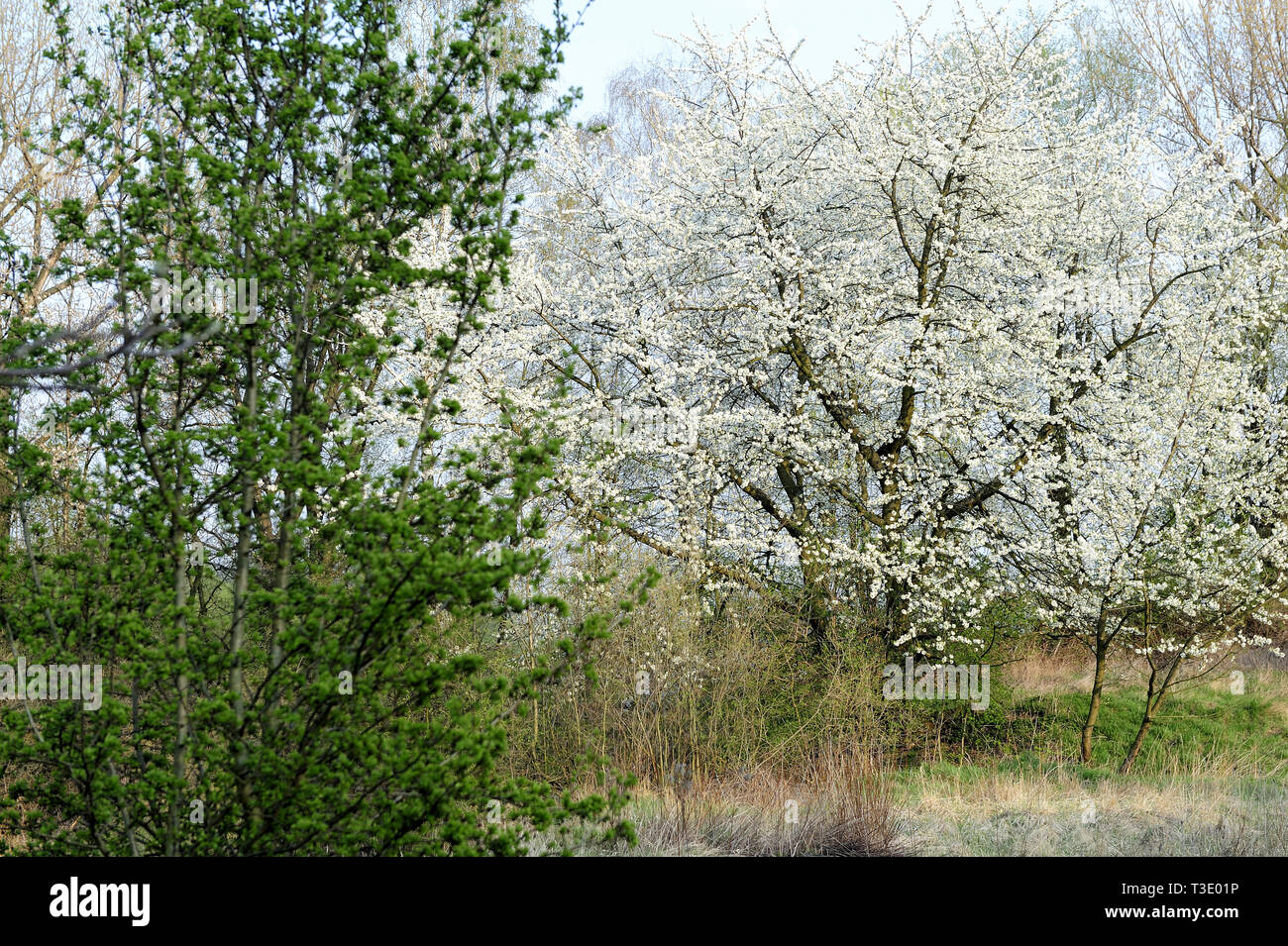 Fresche, fiori, naturale, natur, molla, stagione, salute, bellezza naturale, stagione, meteo Foto Stock
