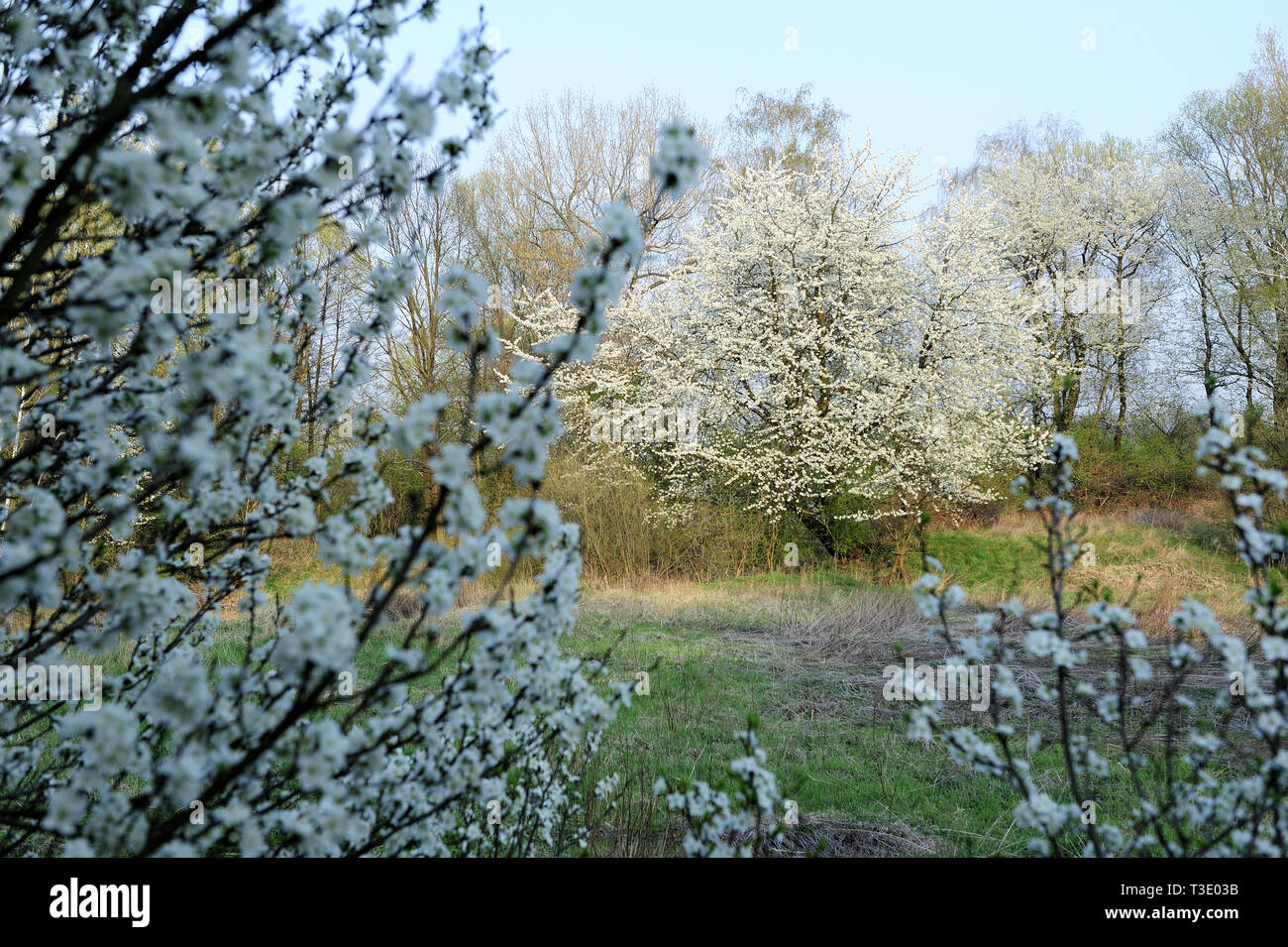 Fresche, fiori, naturale, natur, molla, stagione, salute, bellezza naturale, stagione, meteo Foto Stock