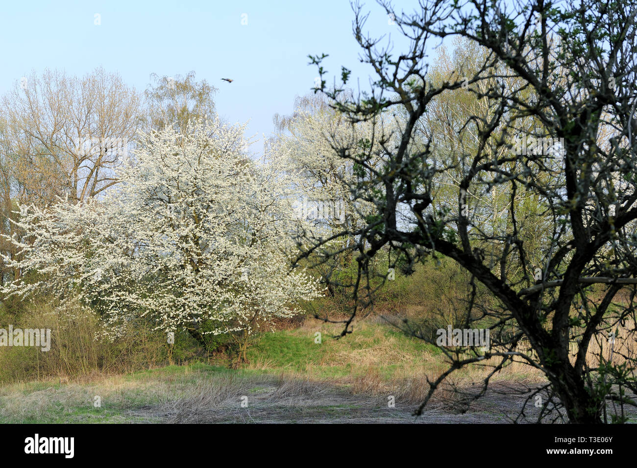Fresche, fiori, naturale, natur, molla, stagione, salute, bellezza naturale, stagione, meteo Foto Stock