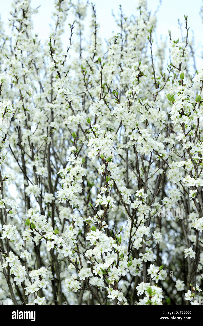 freschi, fiori, naturali, naturali, primaverili, stagione, salute, bellezza, naturale, stagione, meteo, biodinamica Foto Stock