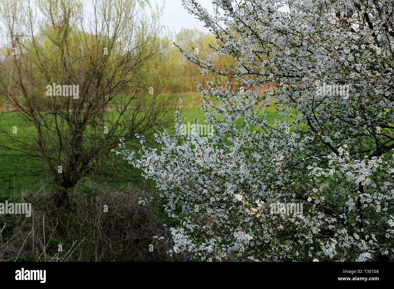 Fresche, fiori, naturale, natur, molla, stagione, salute, bellezza naturale, stagione, meteo Foto Stock