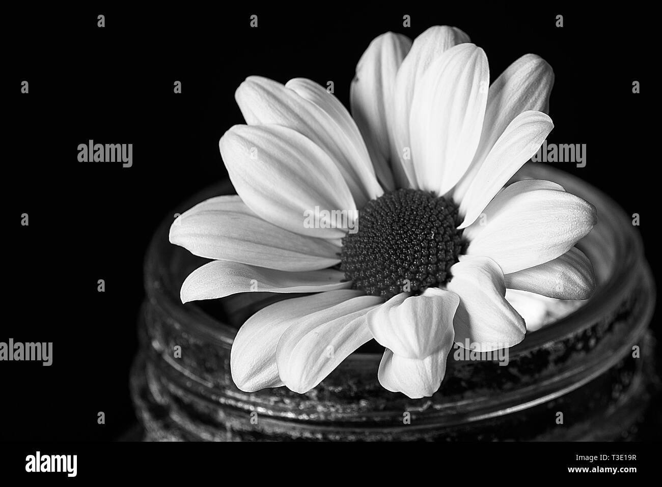 Studio ancora vita immagine di un singolo daisy Foto Stock