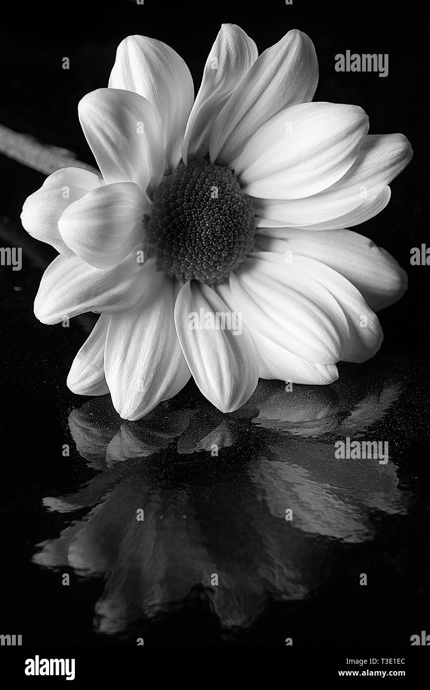 Studio ancora vita immagine di un singolo daisy Foto Stock