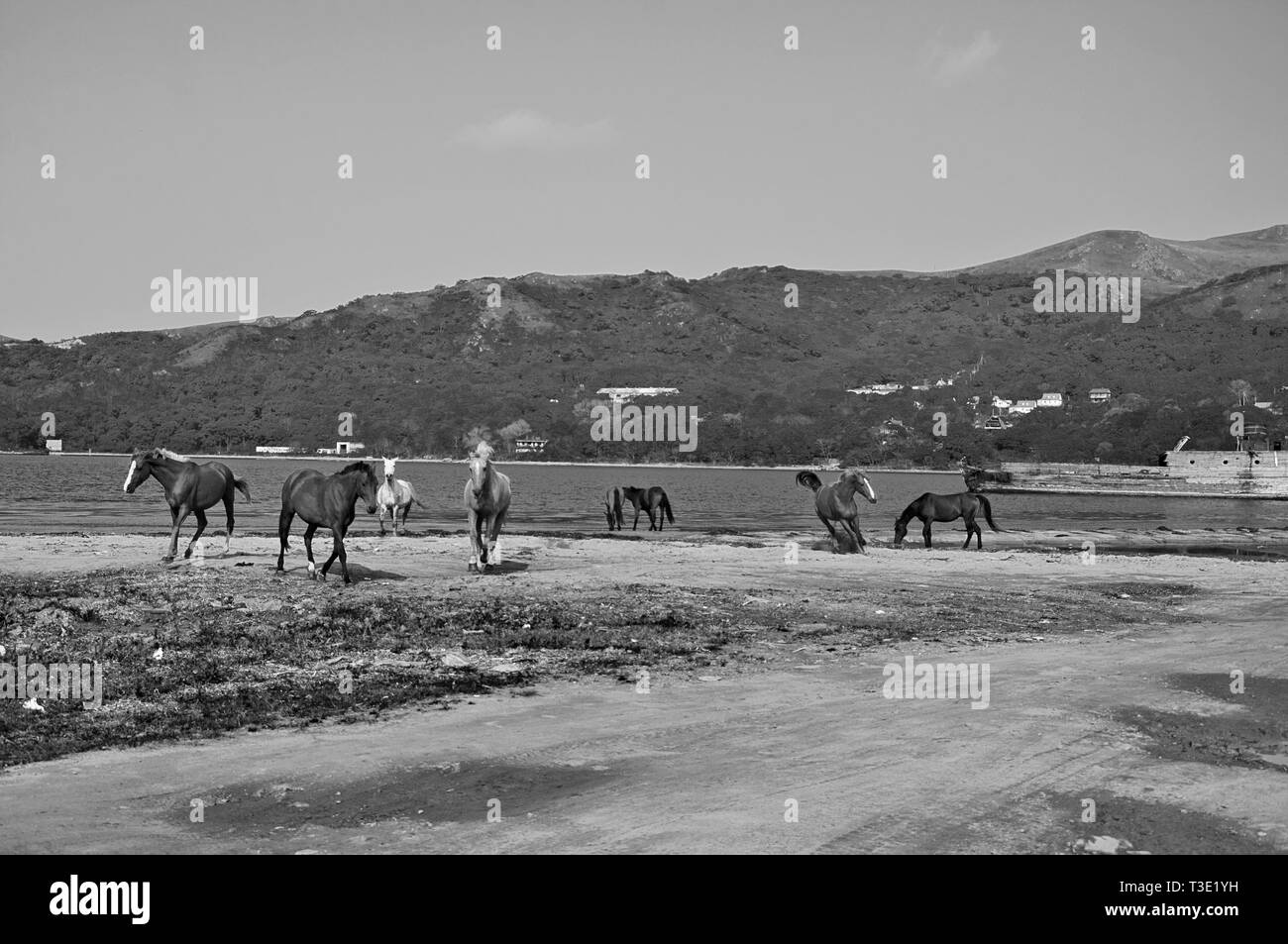 Bianco E Nero Foto Artistiche Dei Cavalli Sulla Riva Del Mare Giapponese Foto Stock Alamy