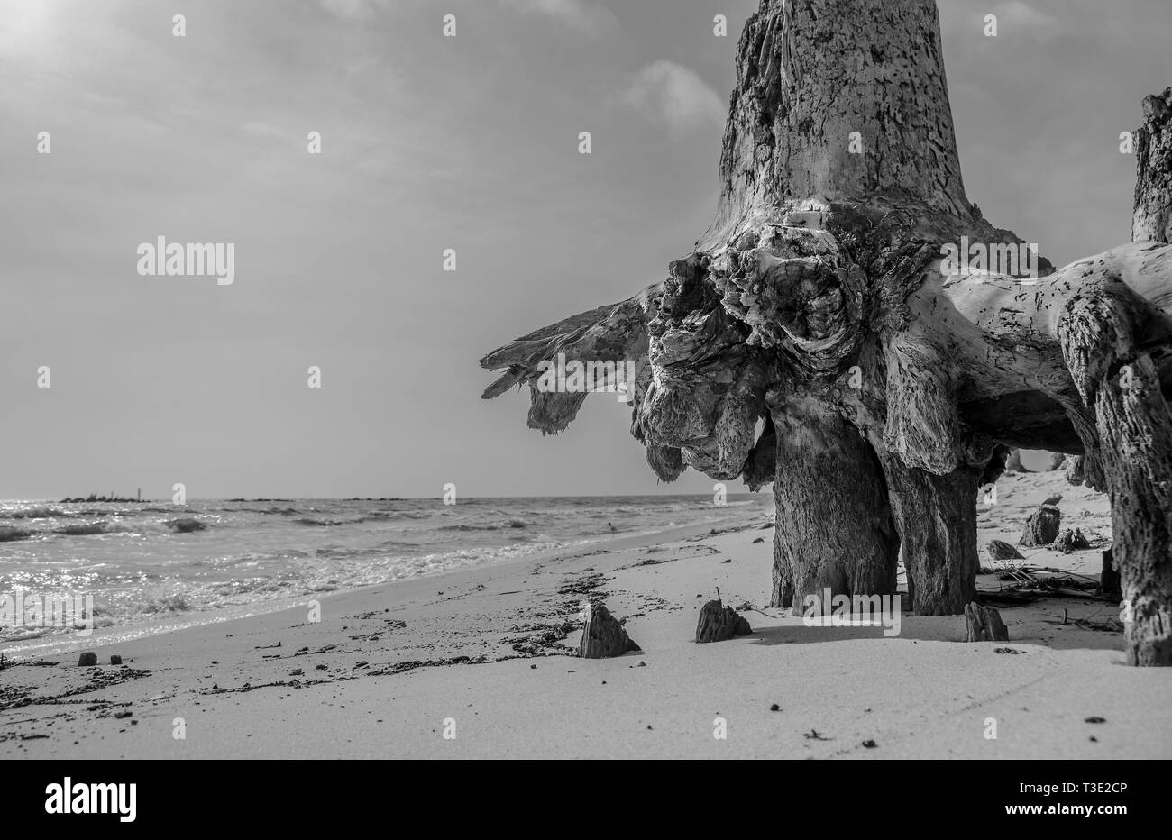 Un albero affonda le sue radici sono esposte a causa di erosione in Dauphin Island, Alabama. Foto Stock