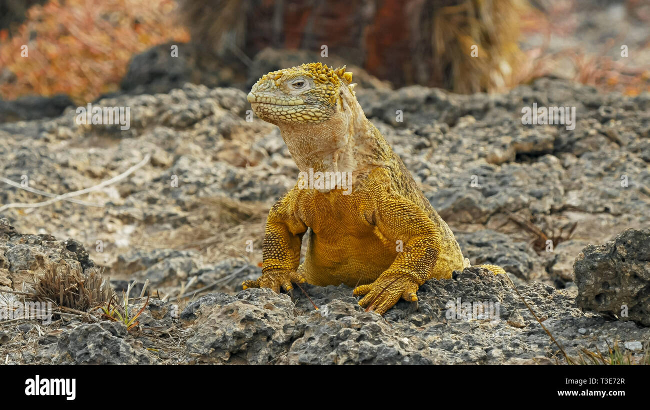 In prossimità di una terra iguana girando la testa su South Plazas nelle Galapagos Foto Stock