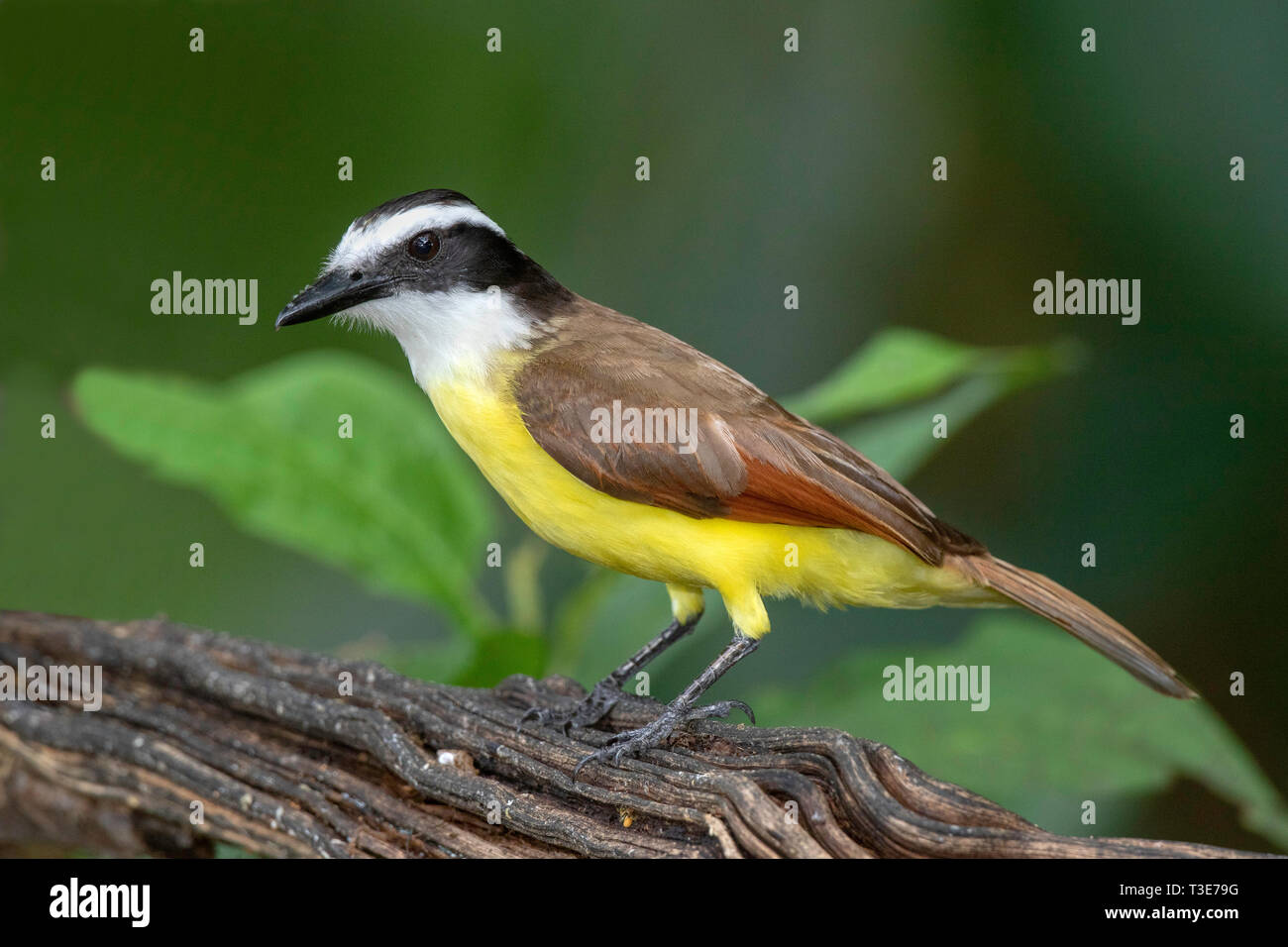 Grande Kiskadee Pitangus sulfuratus Sarapiqui, Costa Rica 18 marzo 2019 Tyrannidae adulti Foto Stock