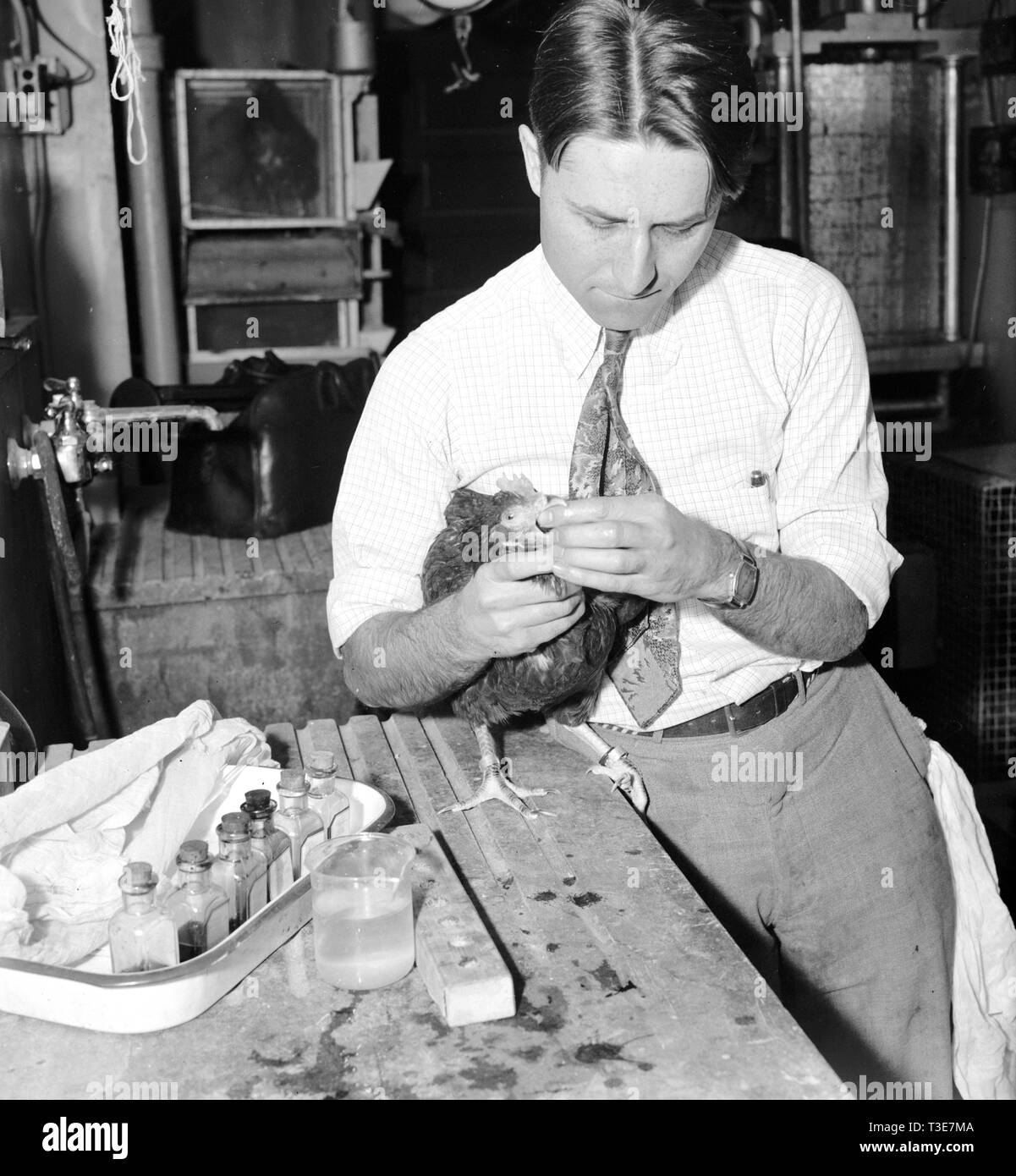 Charles A. Denton, Junior farmacia, pollame nutrizione del laboratorio nazionale di ricerca in agricoltura Center Beltsville, Maryland, alimentando una gallina un certo alimento per produrre un colore definito tuorlo. Foto Stock