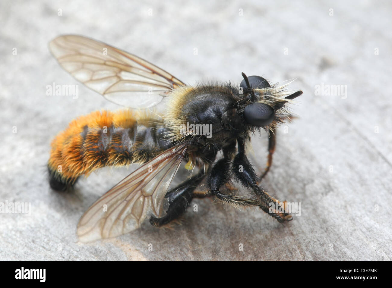 Laphria flava, bumblebee robberfly, robberfly giallo o giallo assassin fly Foto Stock