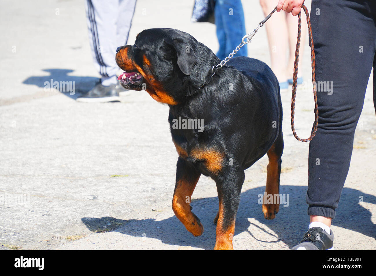 Rottweiler nero al guinzaglio a piedi con il proprietario Foto stock - Alamy