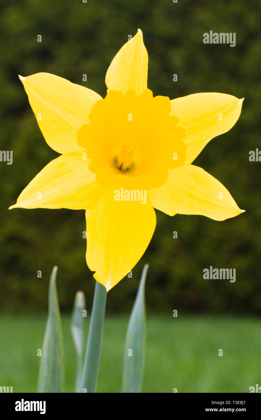 Narcisi nei giardini di Bear Creek Park, Surrey, British Columbia, Canada Foto Stock
