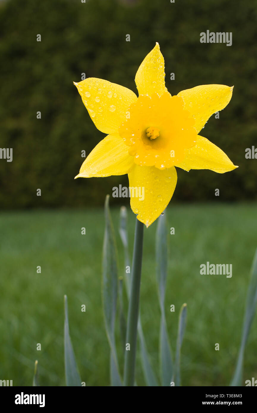 Narcisi nei giardini di Bear Creek Park, Surrey, British Columbia, Canada Foto Stock