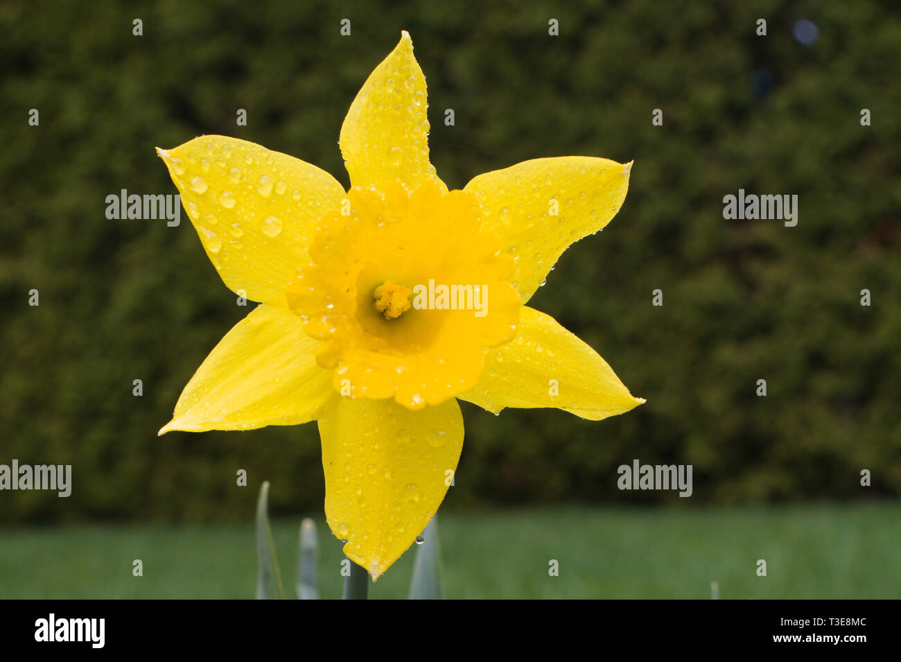 Narcisi nei giardini di Bear Creek Park, Surrey, British Columbia, Canada Foto Stock