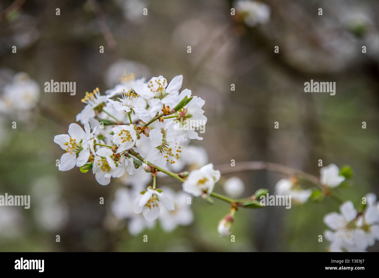 Weißblühender Frühlingsstrauch - boccola con fiori di colore bianco Foto Stock