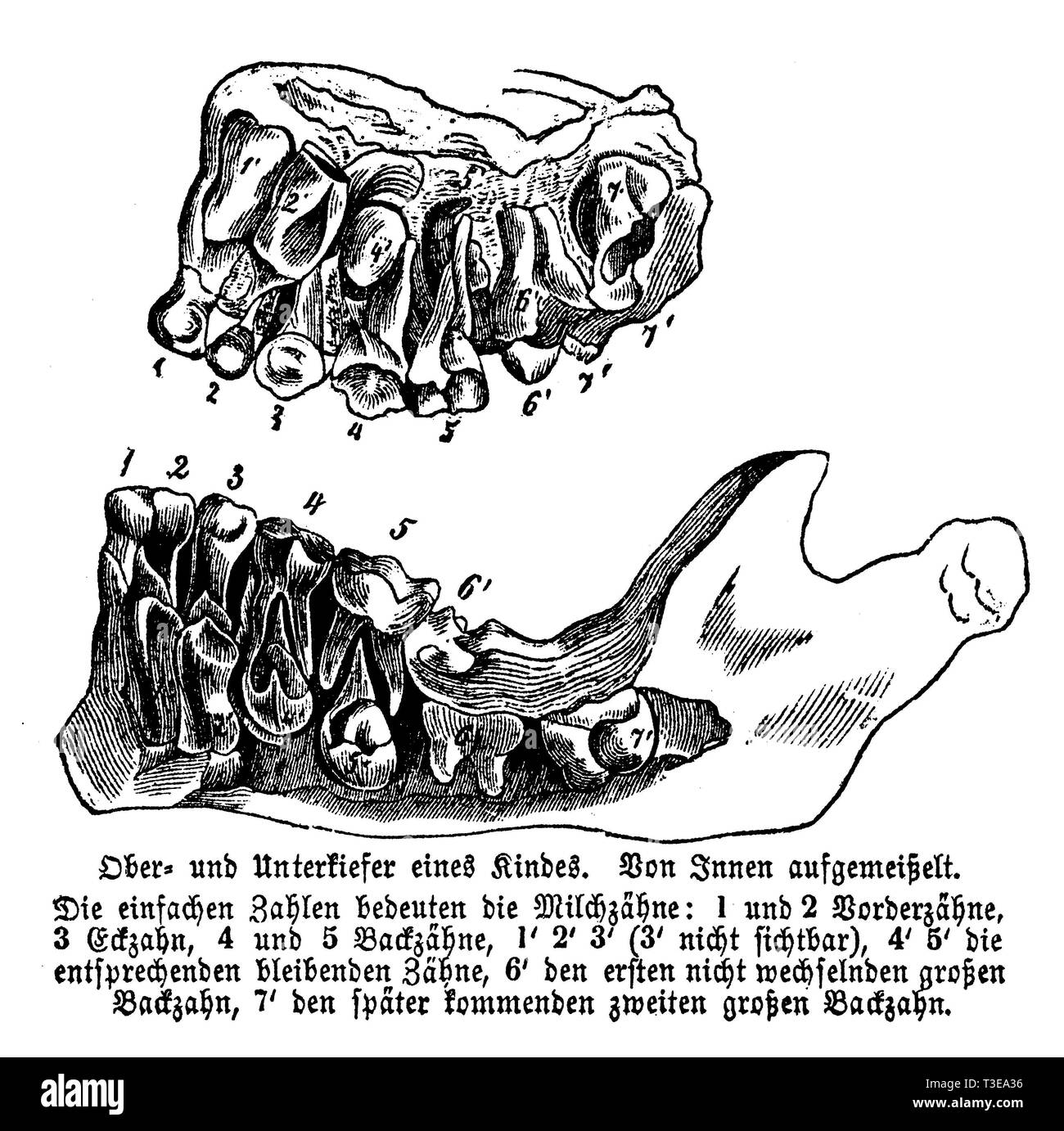 Gli esseri umani: mascelle superiore ed inferiore, anonym 1861 Foto Stock
