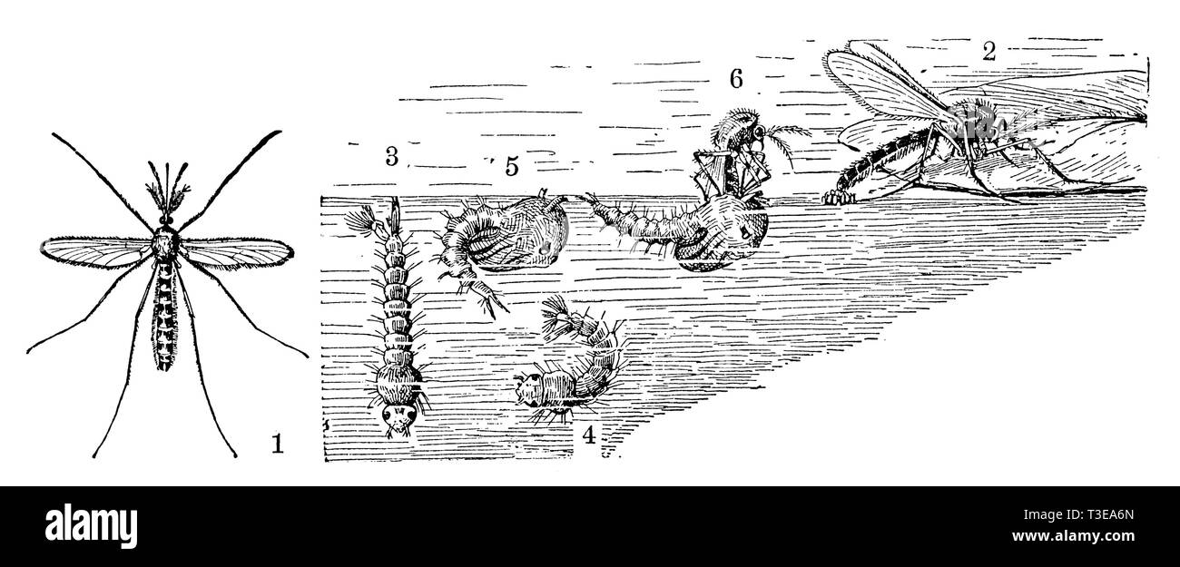 Zanzara. 1 maschio. 2 Uovo che Posa femmina. 3 e 4 le larve. 5 e 6 bambole. Il mosquito ha appena schiuse al di fuori di 6., anonym Foto Stock