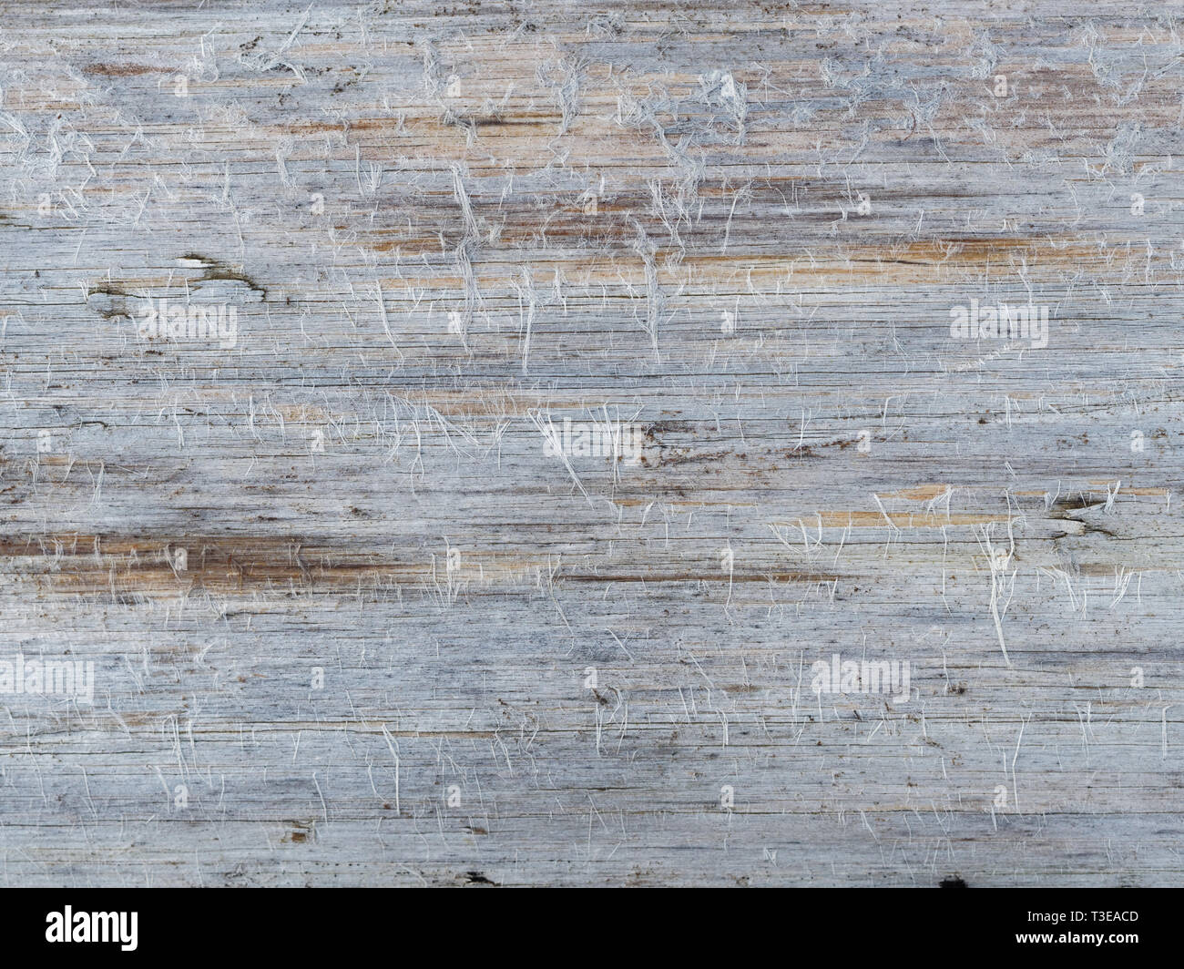 Soffice di legno grigio Sfondo testurizzata Foto Stock