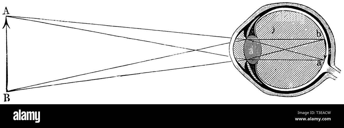 Umano: le linee a partire da A e B indicano il percorso dei raggi di luce; l'immagine retinica da AB è in fase di avvio., anonym Foto Stock