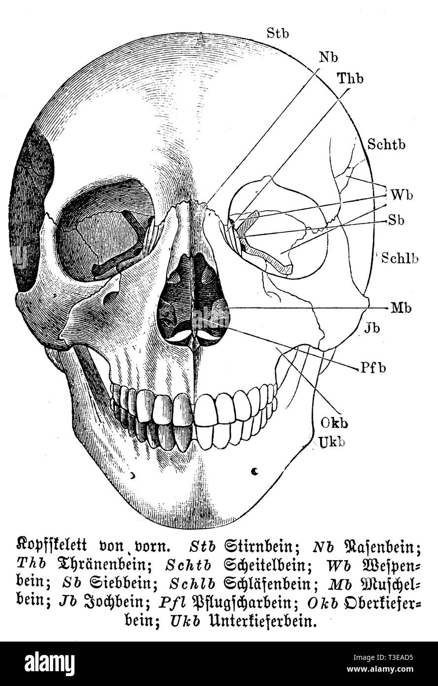 Umano: scheletro di testa dalla parte anteriore. Btb) Fronte osso; Nb) Tagliaerba osso; Thb) osso lacrimale; Schtb osso parietale; Wb) wasp osso; Sb) sinusite etmoide osso; Schlb) osso temporale; Mb) conch osso; Jb) osso zigomatico; Pfl) vomere osso; Okb) ganascia superiore osso; Ukb) dell'osso mandibolare, anonym Foto Stock
