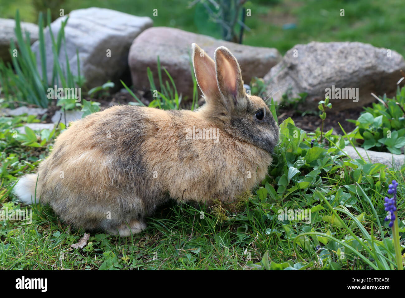 Bella simpatico coniglio su un verde prato estivo. Lepre passeggiate nella natura in erba. Foto Stock