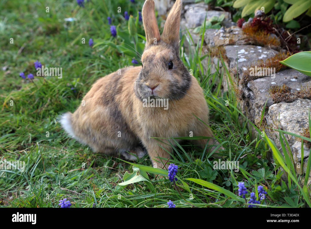 Bella simpatico coniglio su un verde prato estivo. Lepre passeggiate nella natura in erba. Foto Stock