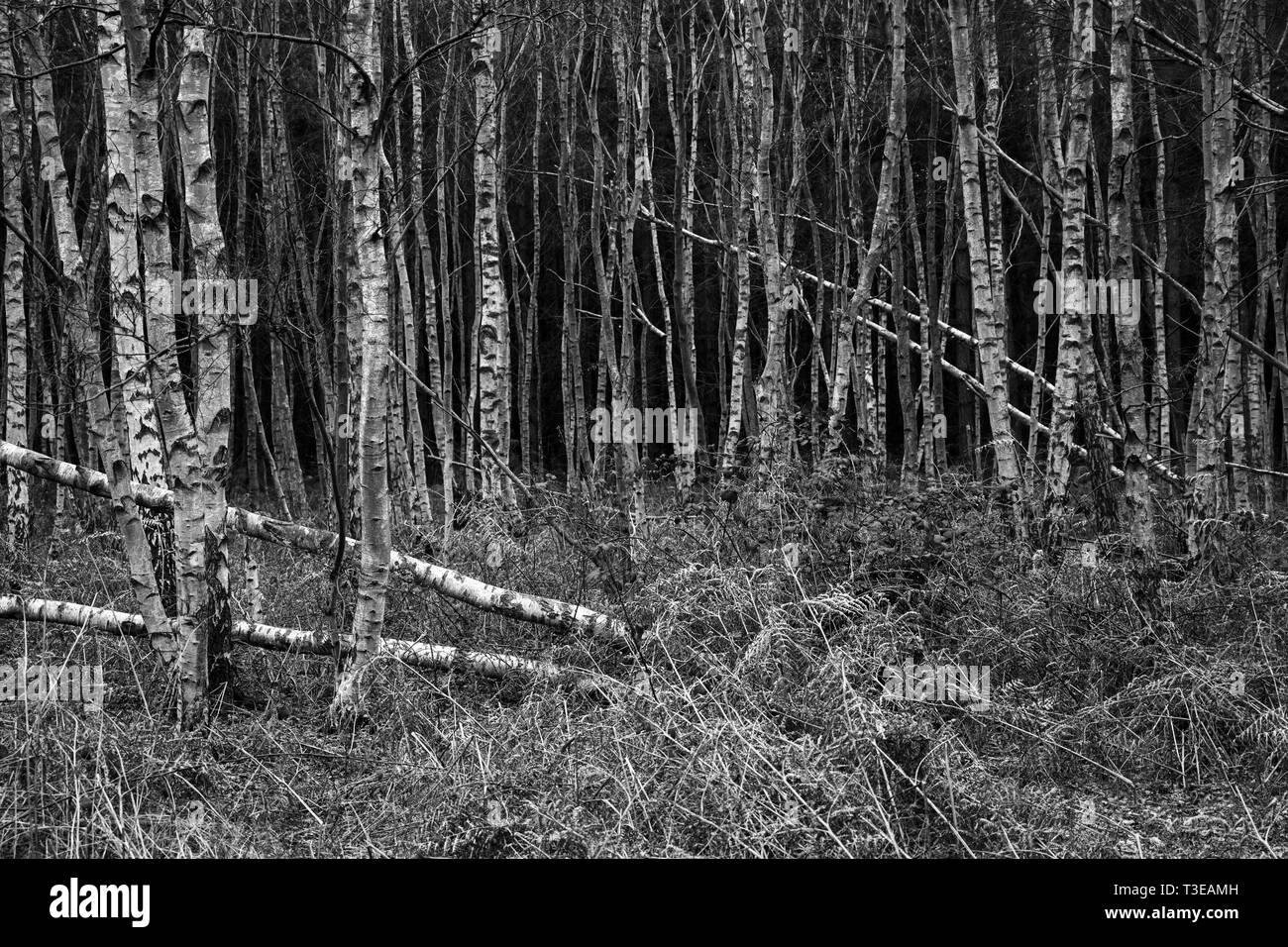 Foresta Rendelsham Suffolk in Inghilterra Foto Stock