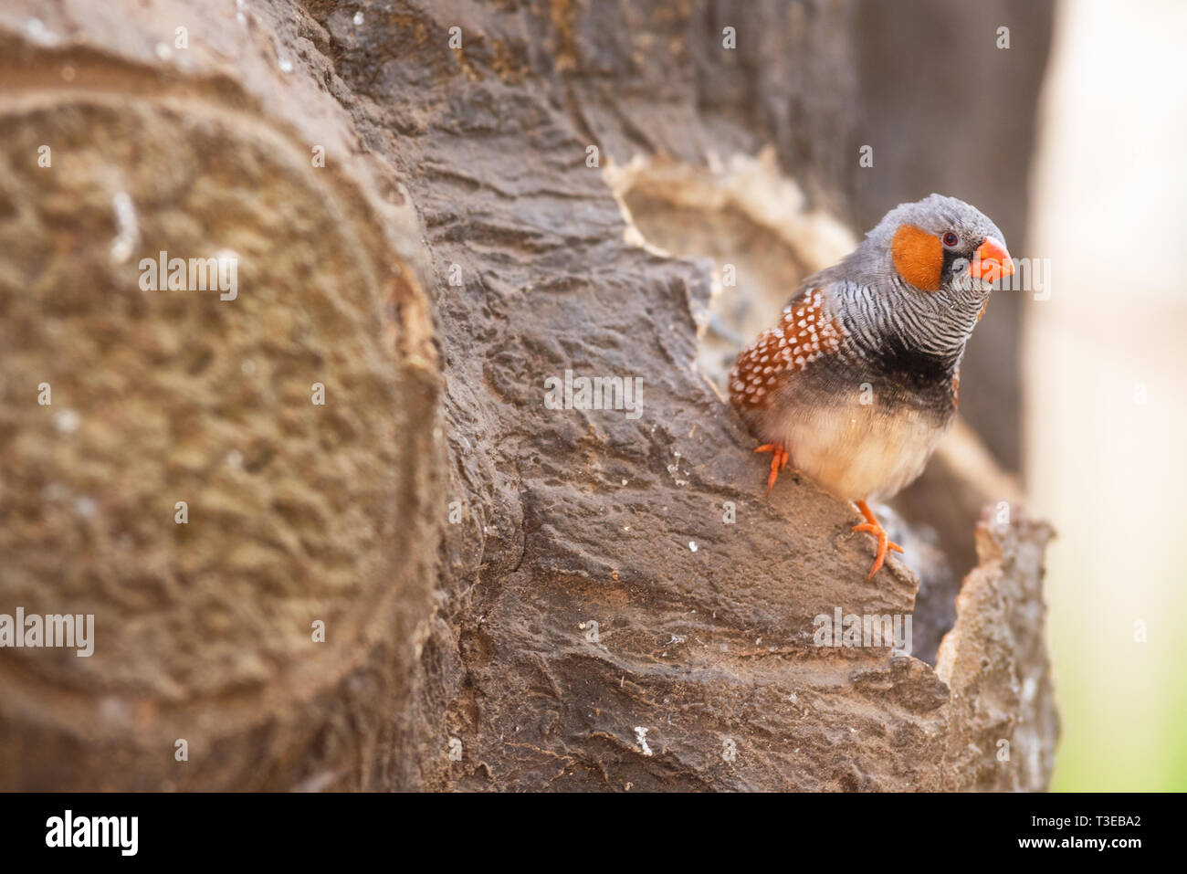 Zebra finch bird, appollaiato su un ramo di albero . Foto Stock