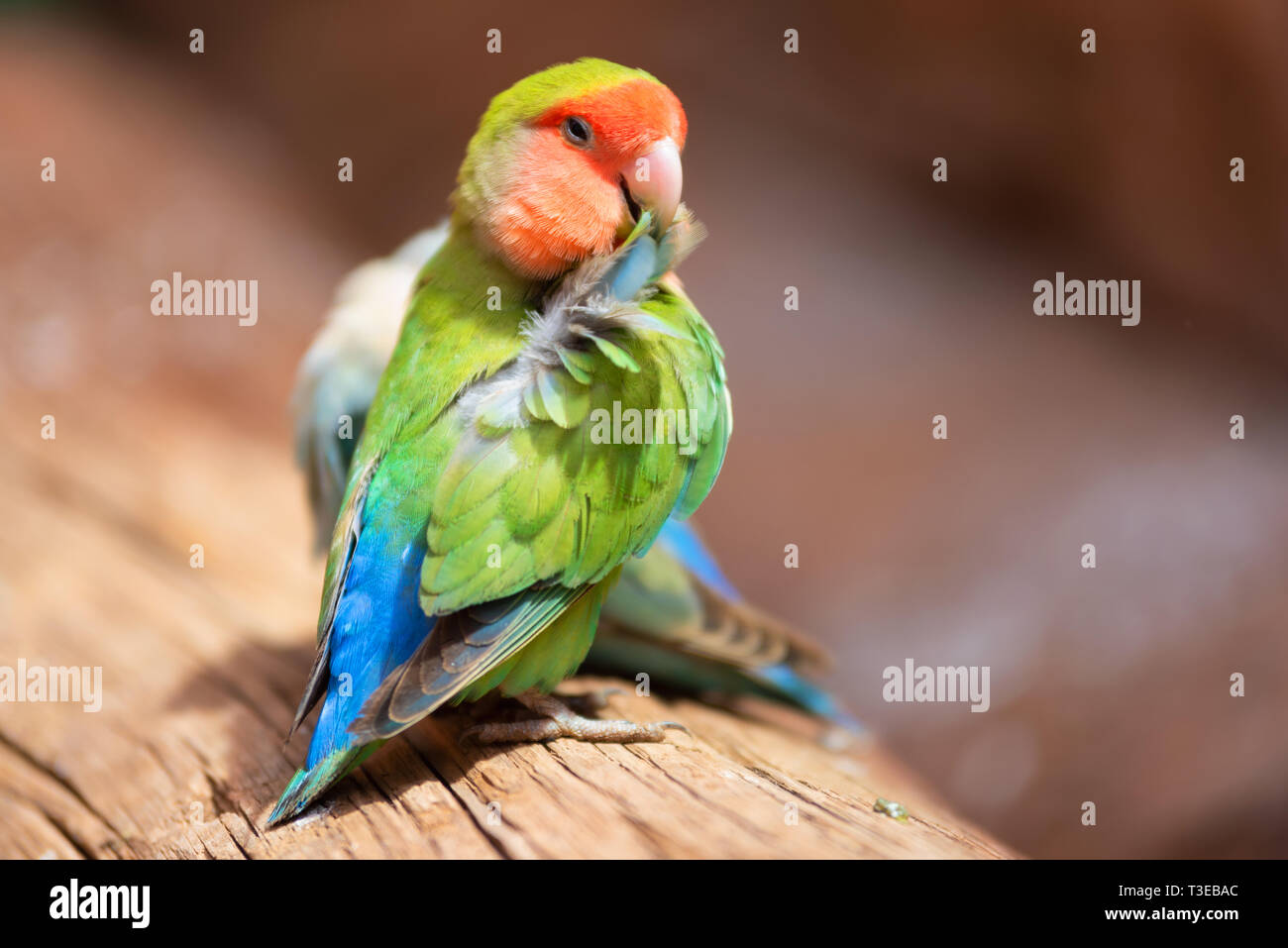 Nyasa lovebird o lilians lovebird, ESOTICI UCCELLI pappagallo, appollaiato su un ramo di albero . Foto Stock