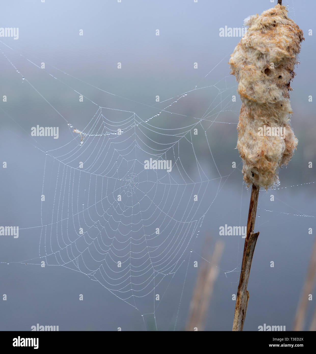 Le goccioline di acqua sulla tela di ragno nella nebbia sul lago Foto Stock