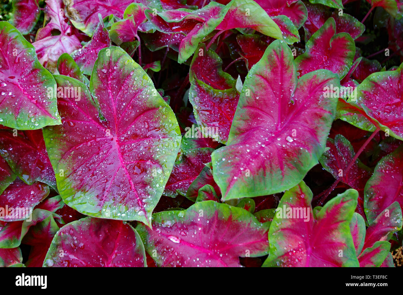 Variegata di hosta Foto Stock