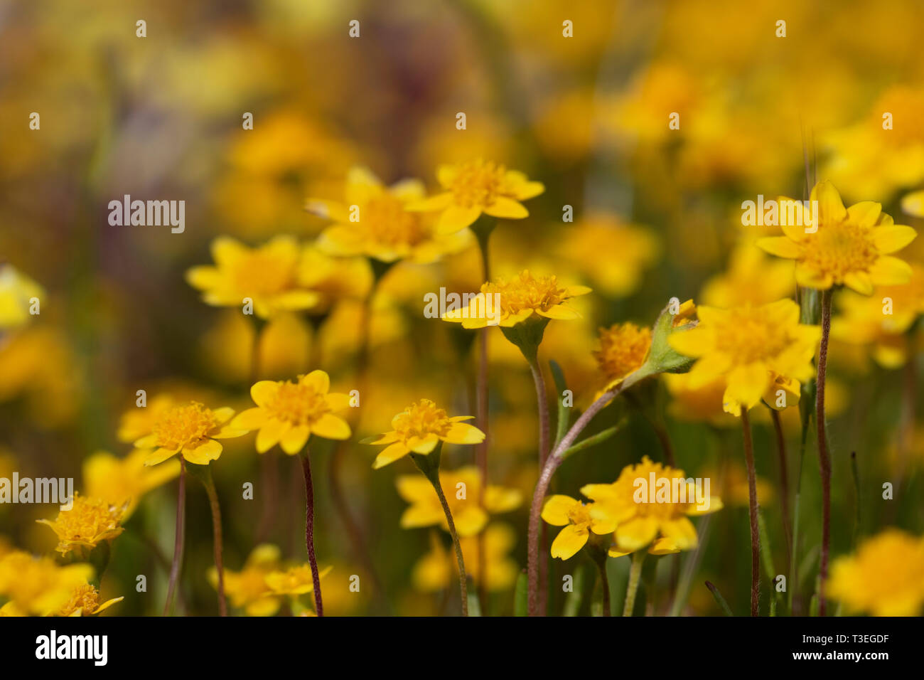 Piscina primaverile Goldfields Lasthenia fremontii la California in un pool primaverile Foto Stock