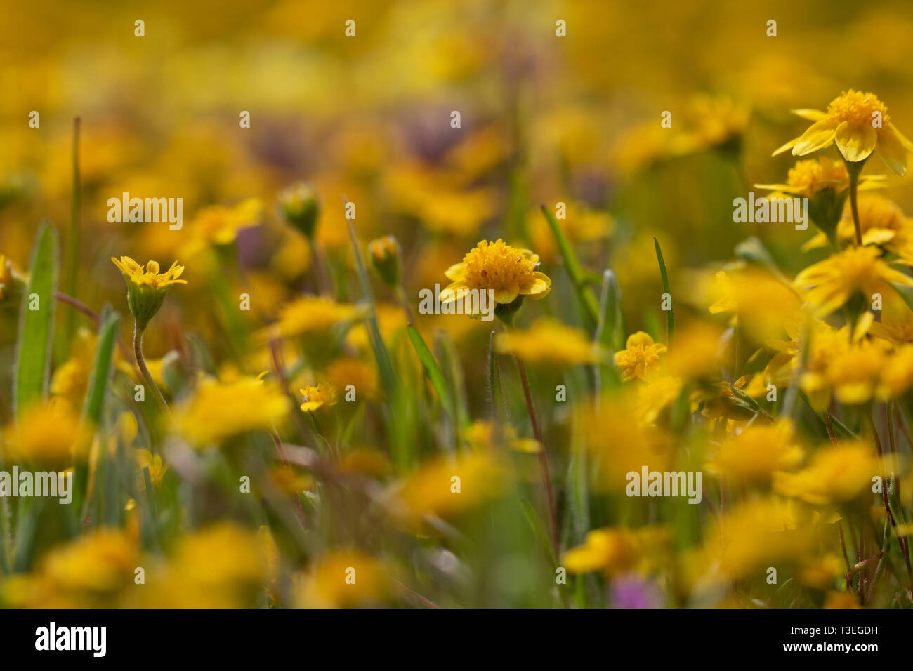 Piscina primaverile Goldfields Lasthenia fremontii la California in un pool primaverile Foto Stock