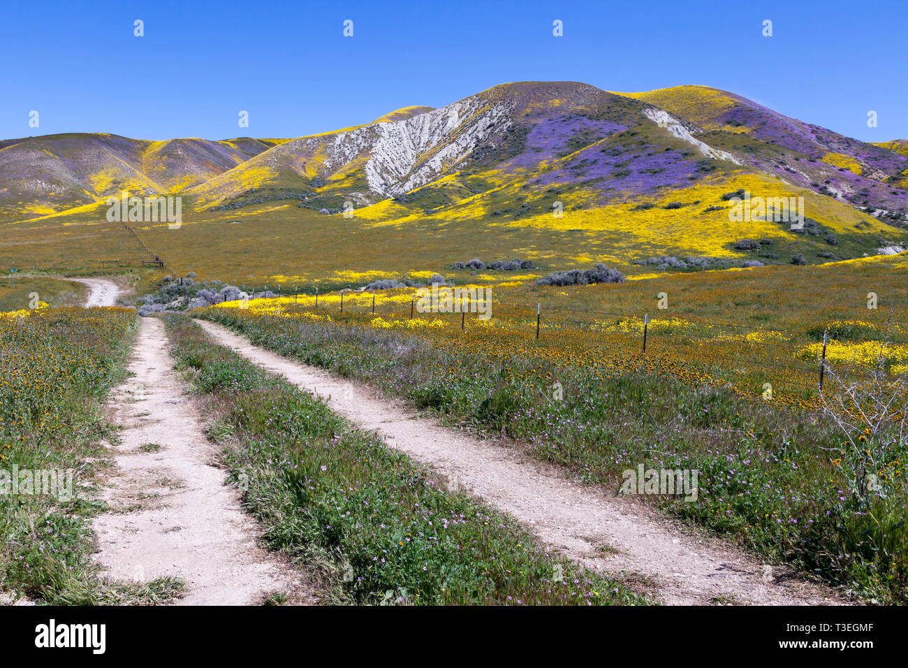 Linea di fiori di campo Acampo Road e la gamma di Temblor in Carrizo Plain monumento nazionale. Foto Stock